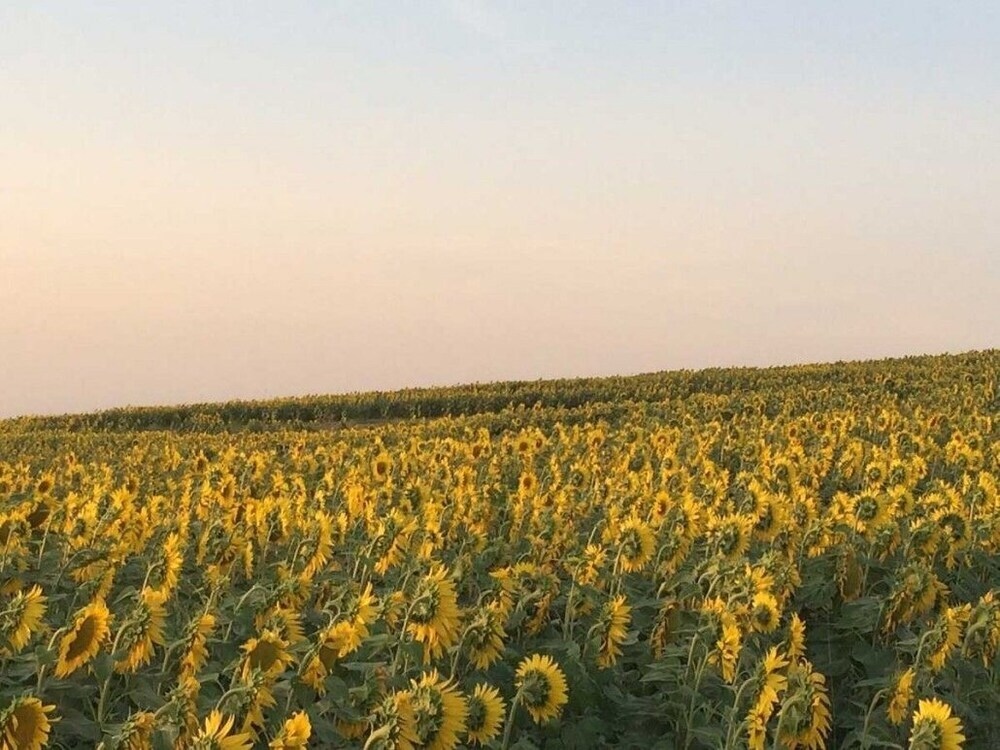 Agriturismo Il Pallocco