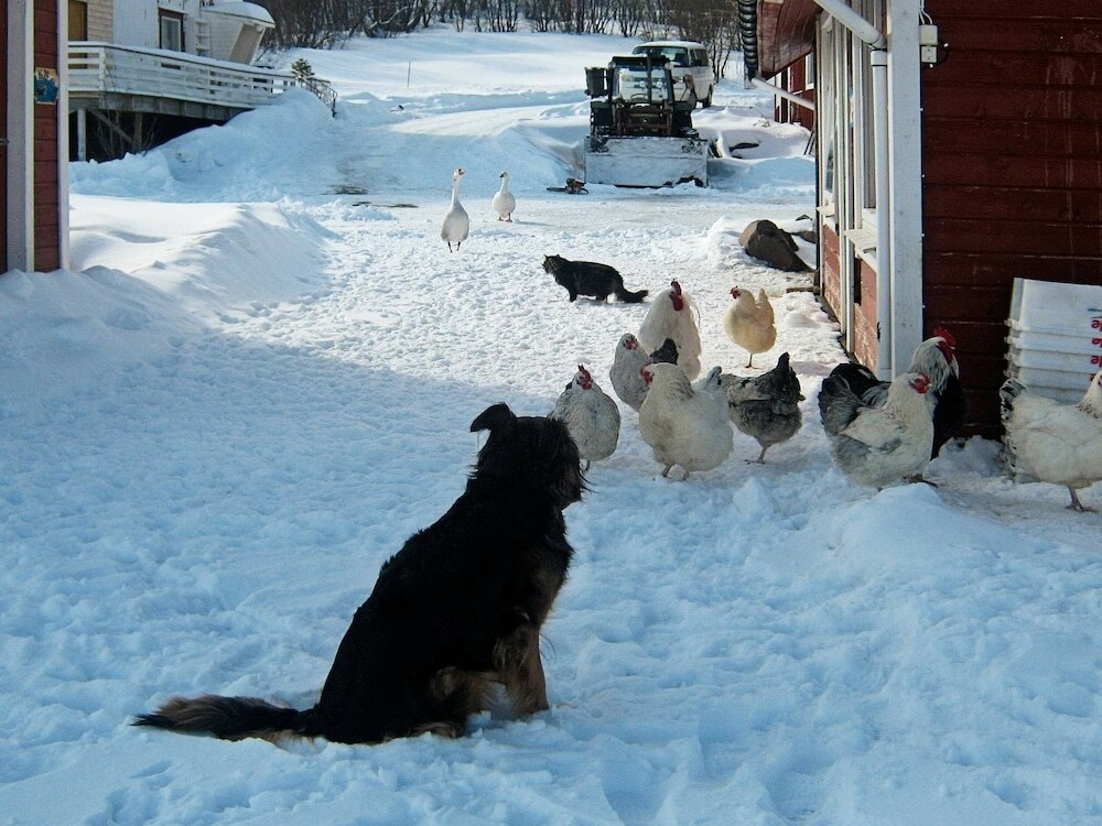 6 Person Holiday Home In Hamnvik