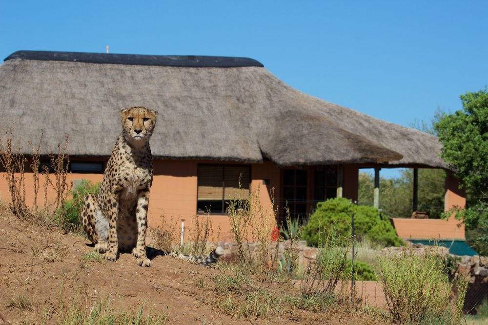Babson House @ Cheetah Conservation Fund