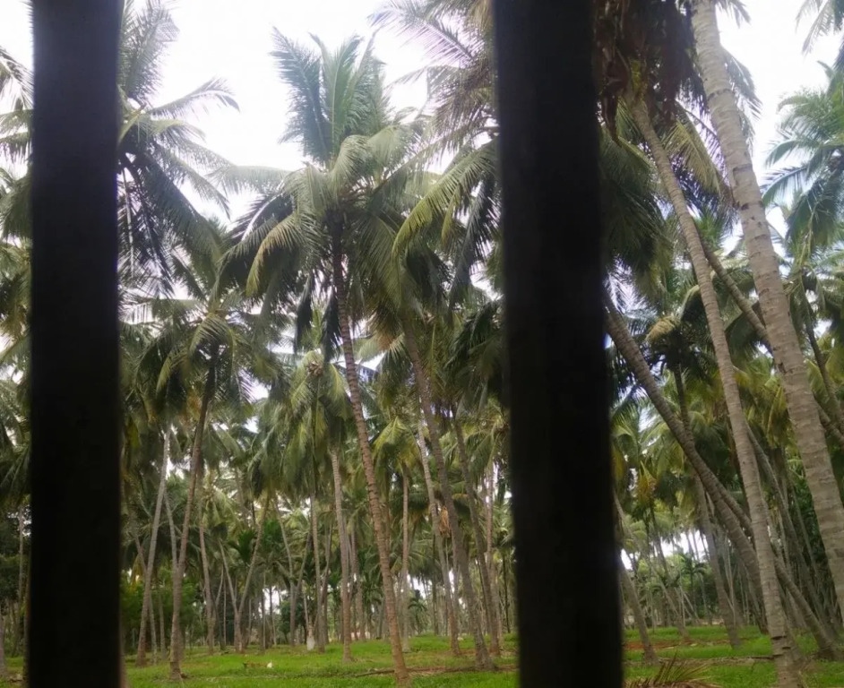 Cloud 9 Stays - Mettupalayam