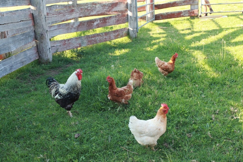 Avoca House & Cottage Accommodation Wollombi