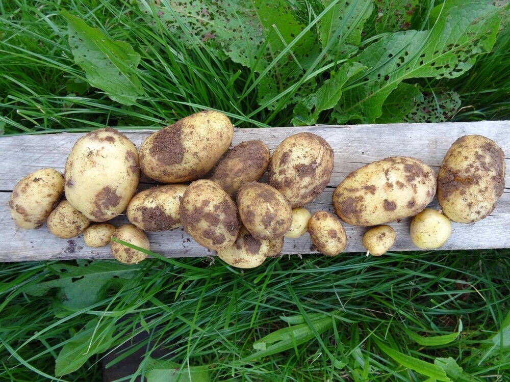Eco Project Tipi At Permaculture Land