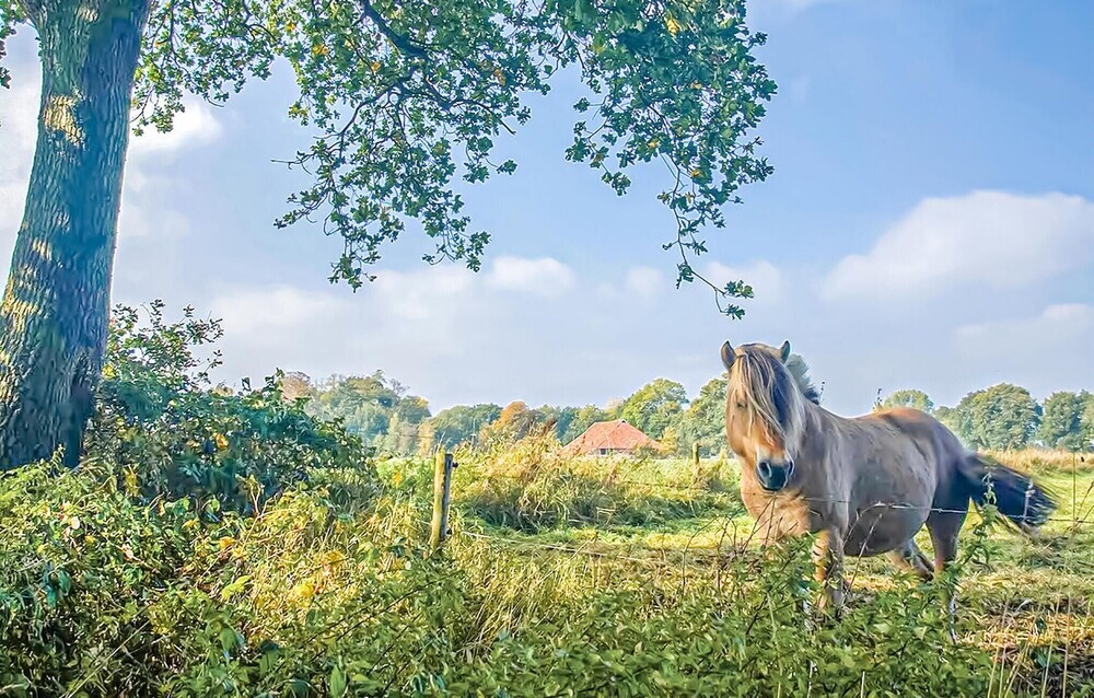 Amazing Home In Vlagtwedde With 3 Bedrooms, Wifi And Indoor Swimming Pool