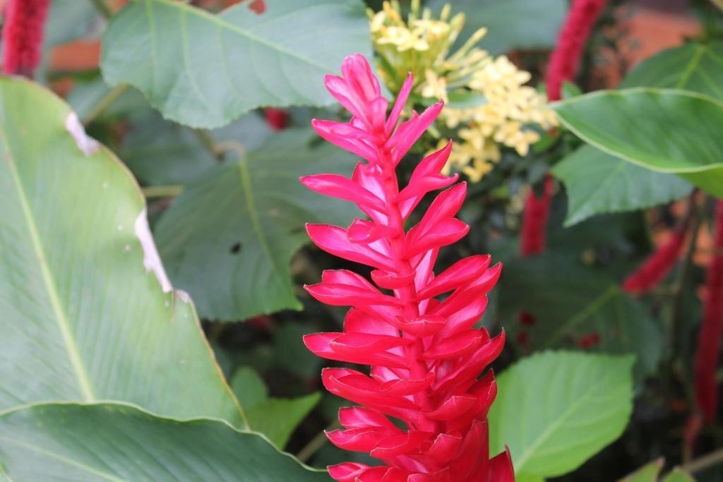 Crparaiso Main House