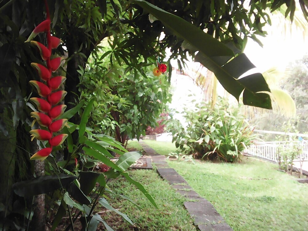 Eucalyptus Treehouse