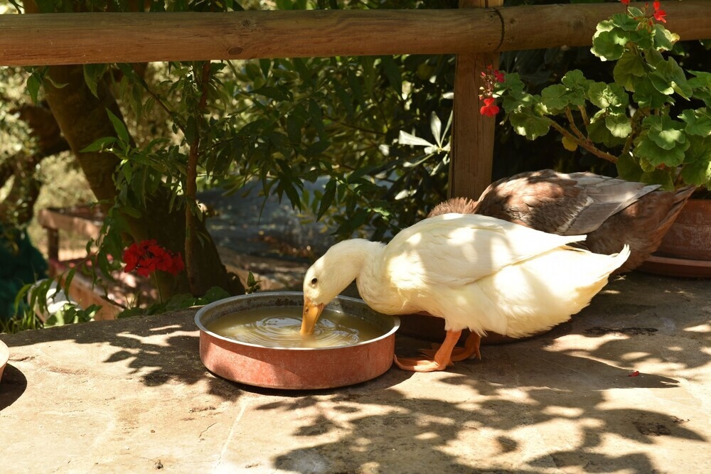 Agriturismo La Mimosa