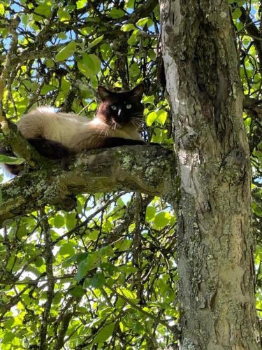 Logite Touristique les 3 Loups
