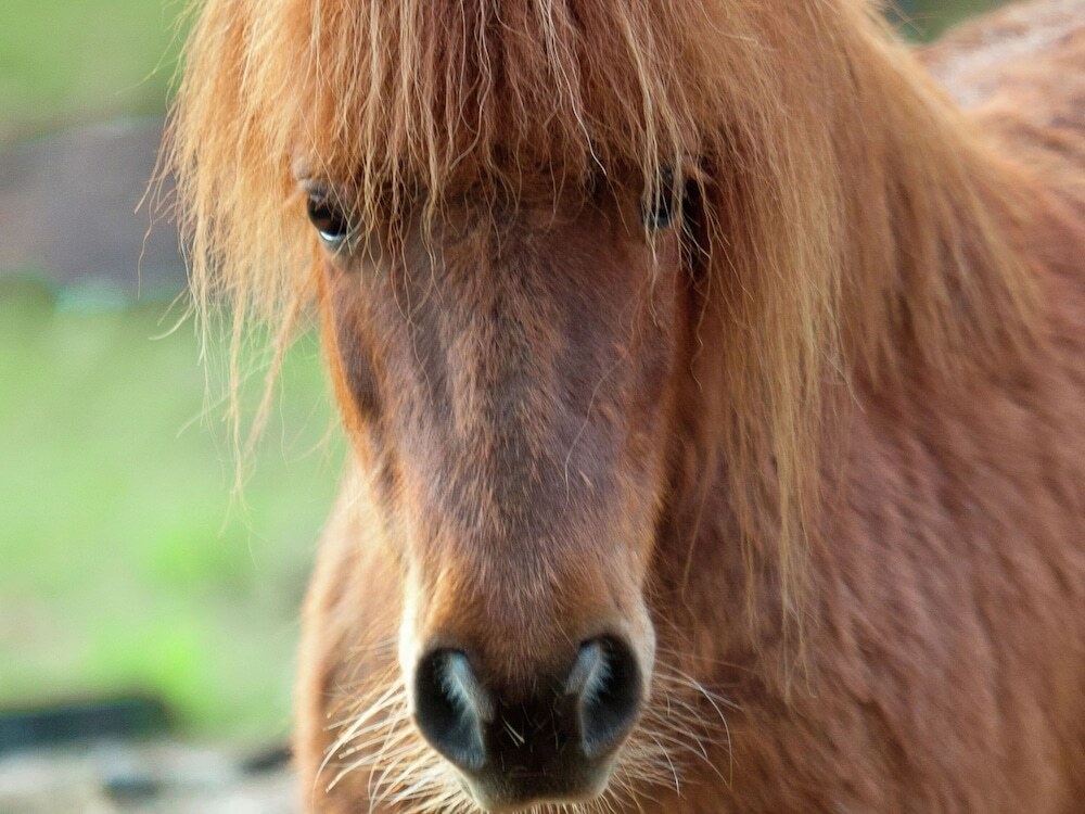 Modern Holiday Home In Oeffelt With Sauna