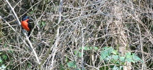 Little Okavango Camp