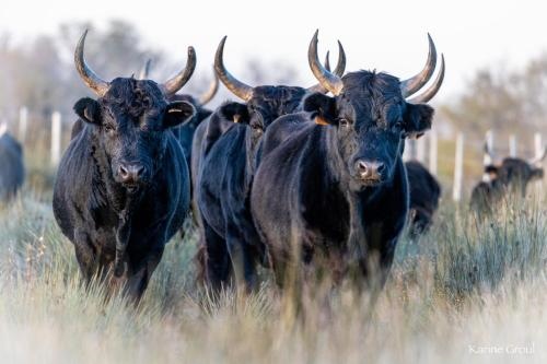 Manade Saint Louis Mas De La Paix