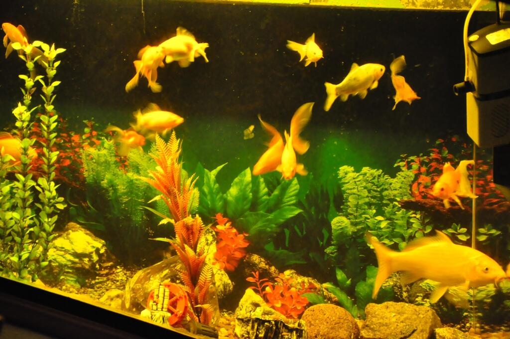 Complejo Turístico Caparcona