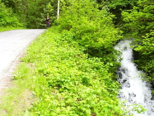Forest Echoes Cabins