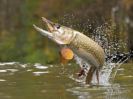 Laxguidens Fiskecamping