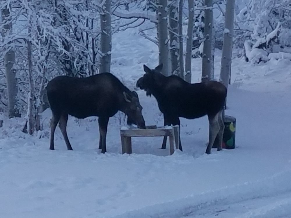 Denali Touch of Wilderness Bed and Breakfast Inn