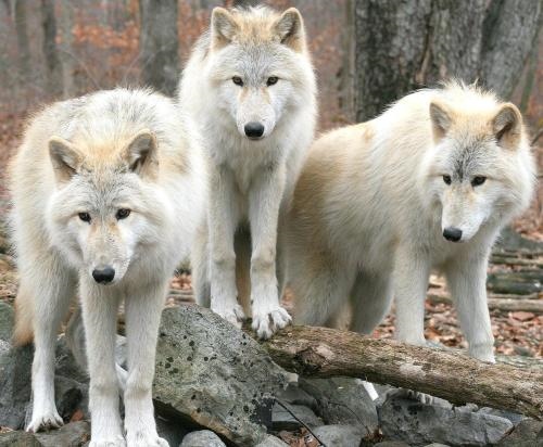Les 3 Loups