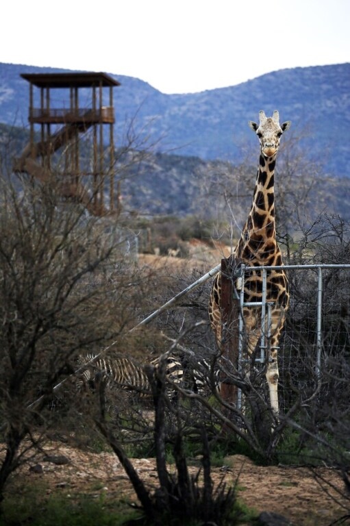 Out Of Africa Safari Glamping