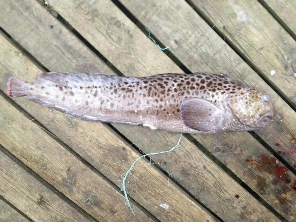 Repvag Camping-Nordkapp AS