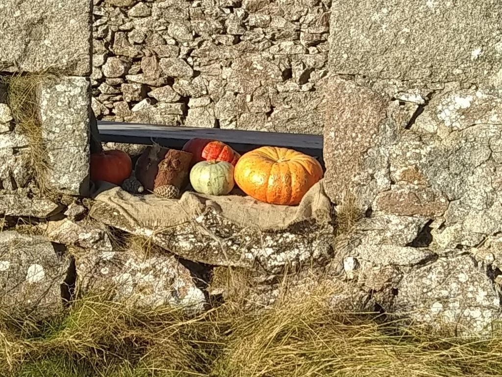 The Tall Pines Yurt & Bunkhouse