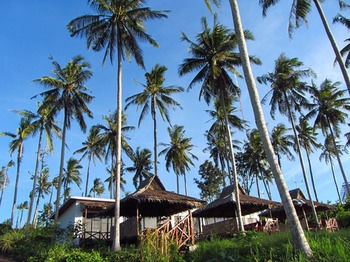 Tommy's Place @ Tip Of  Borneo