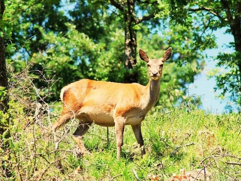 Charming Cottage With Private Terrace Surrounded By Nature With Shared Pool