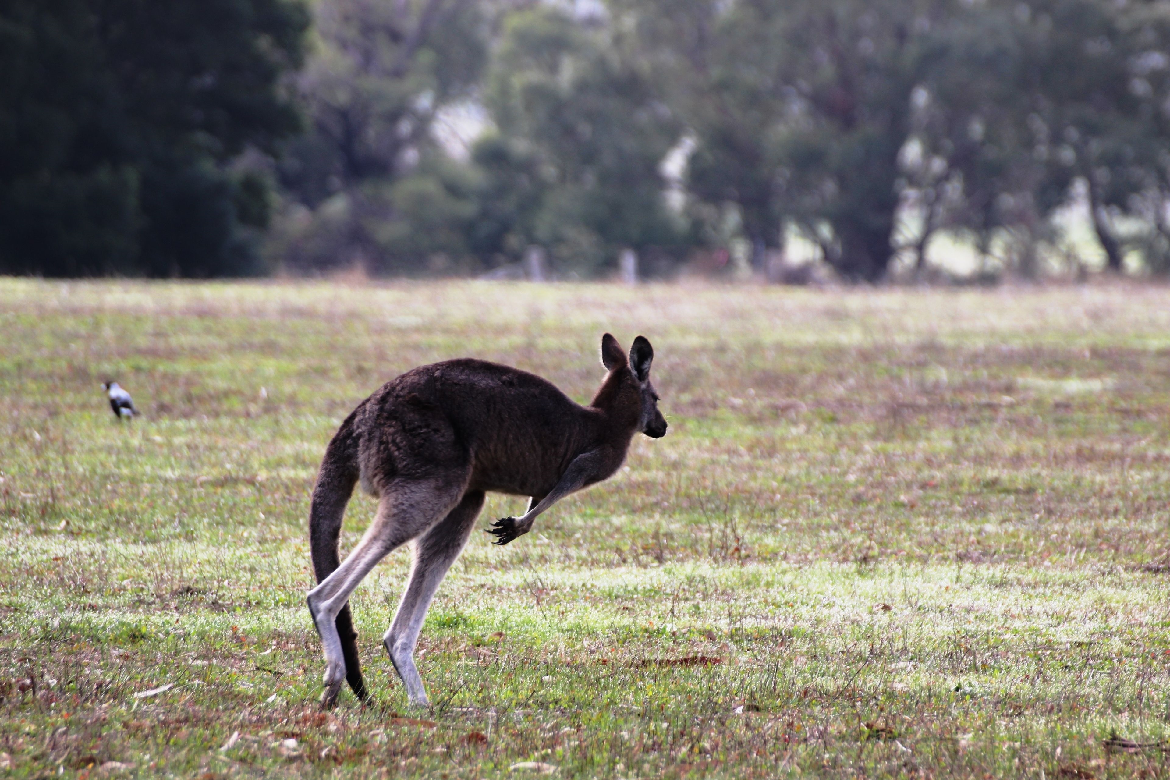 Pomonal Cottages Grampians