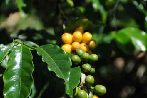 Hacienda Primavera Wilderness Ecolodge