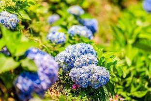 Top of Mountain Miaoli