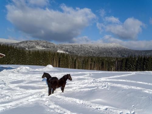MusikTonihof Landgasthof