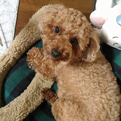 Deyu Onsen Oishiya Ryokan