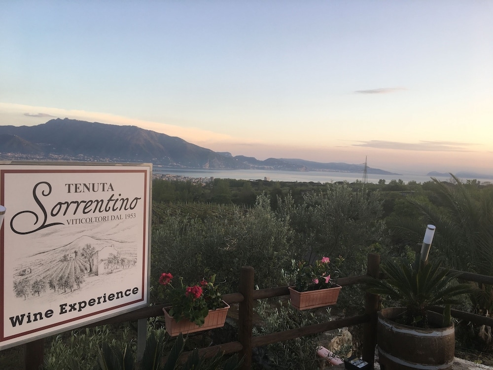 Azienda Agricola Vesevus - Sorrentino Vini
