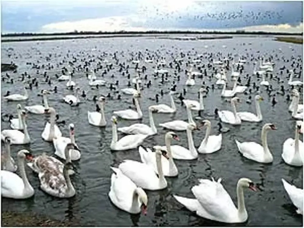 Impeccable 2 Bed Cottage In Wisbech