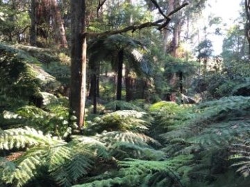 Wattle Tree Creek Cottages