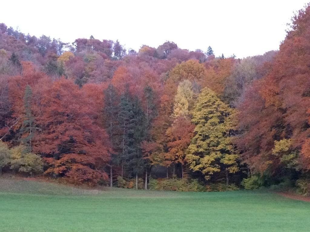 Gastehaus Zum Tulpenbaum