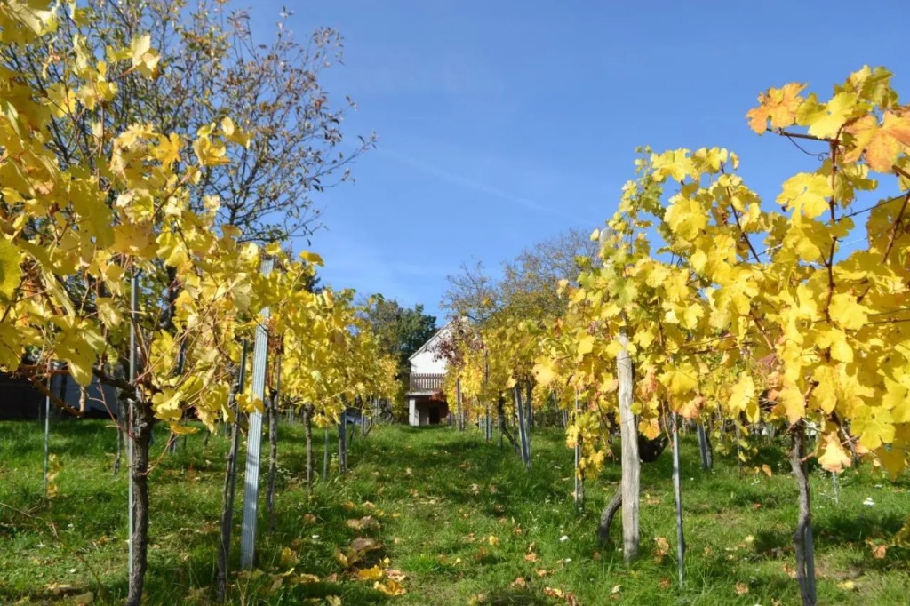 Kellerstöckl Nimm 2