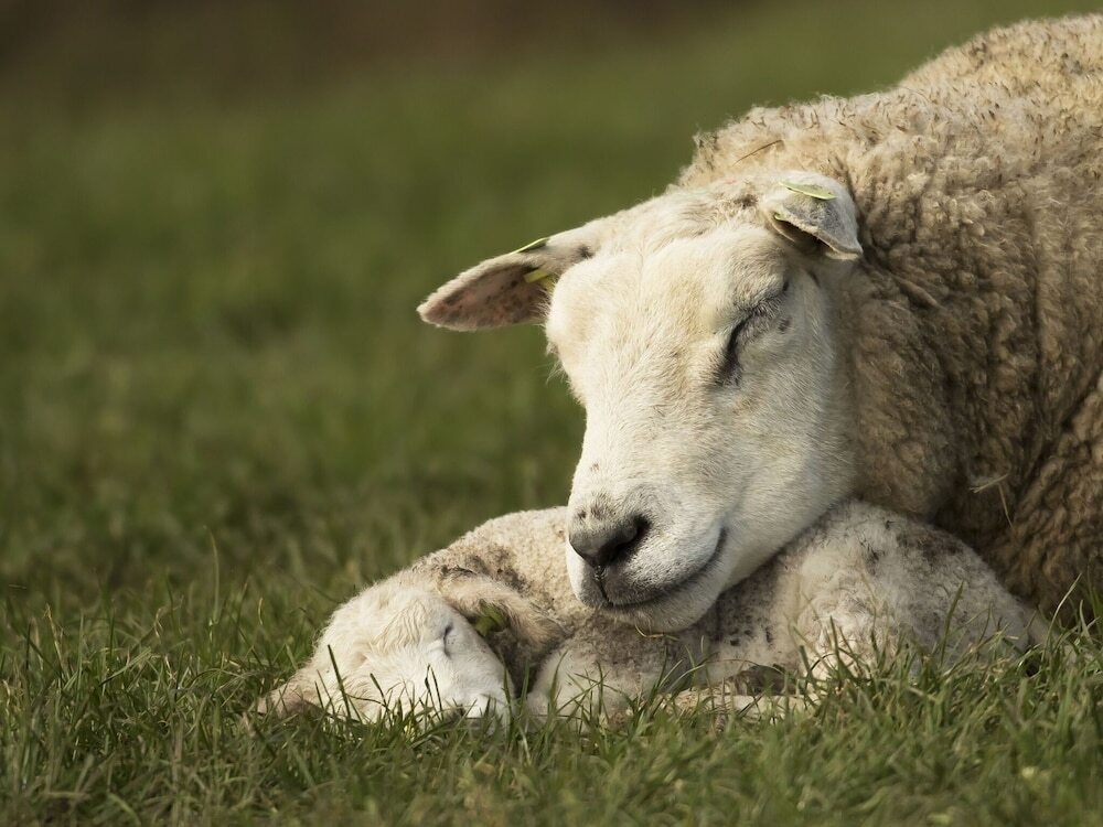 Detached Luxury Villa With six Bathrooms Near the Sea