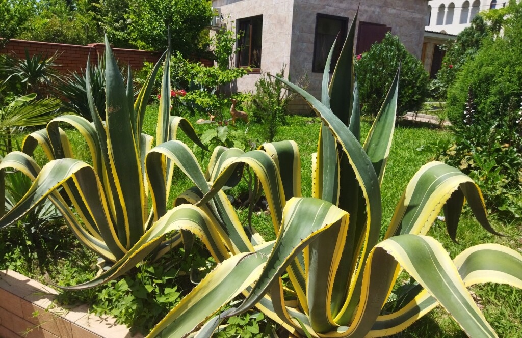 Gostevoj dom Zolotaja rybka