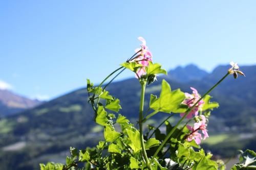 Ferienwohnungen Innerhofer