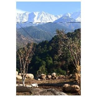 Dhauladhar View Village Resort 