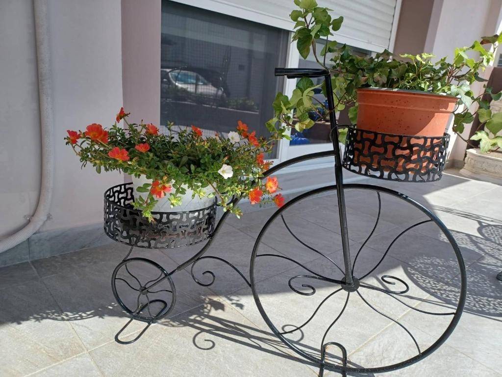 Comfort House Mimosa 2