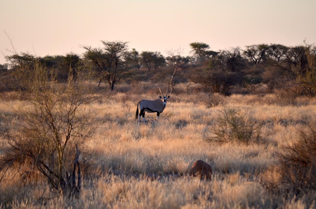 Reverie Kalahari Pod