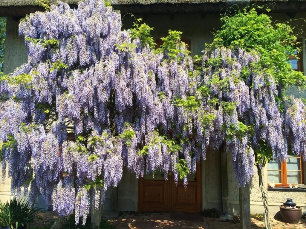 Die Muhle Appartements