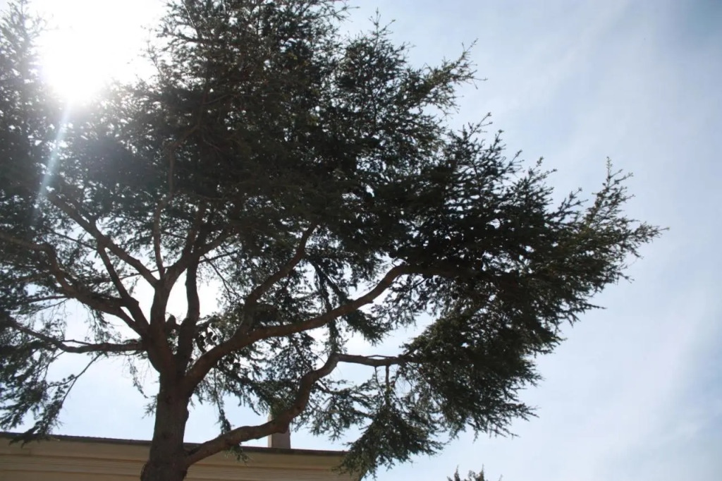 A CARDICCIA Loc saisonnieres PIANA