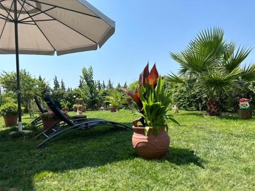 Olympus Sea View Apartment.