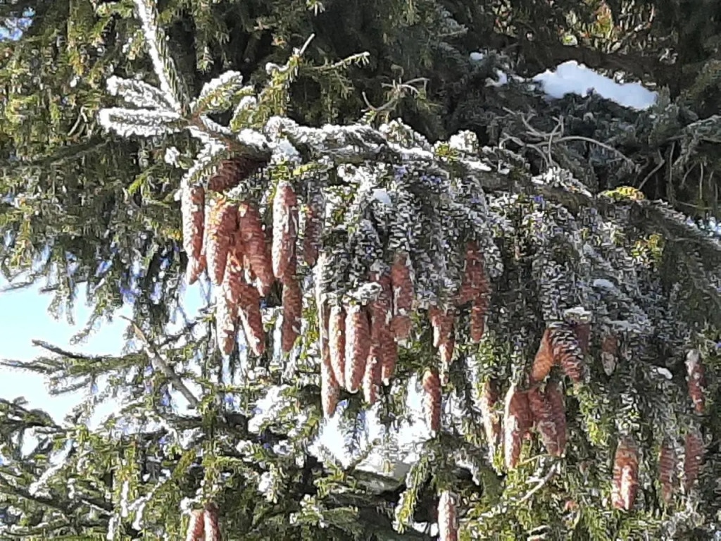 Alpenlodge Kirchbach