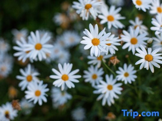 Tinghuatang Seaview Garden Meisu Hotel (Dali Erhai Tianjing)