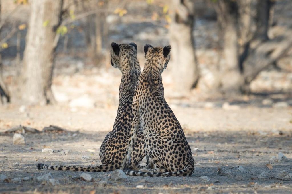 Anderssons At Ongava