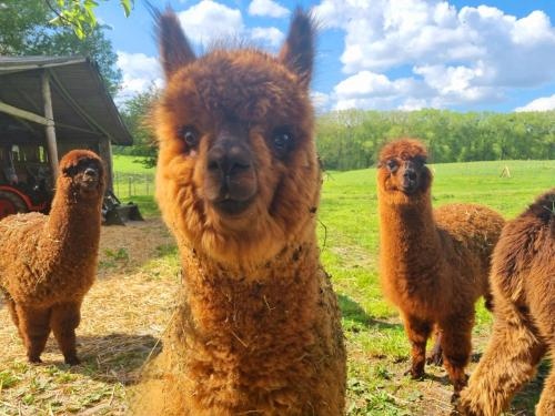 Alpaka Ferienhof Lubsee