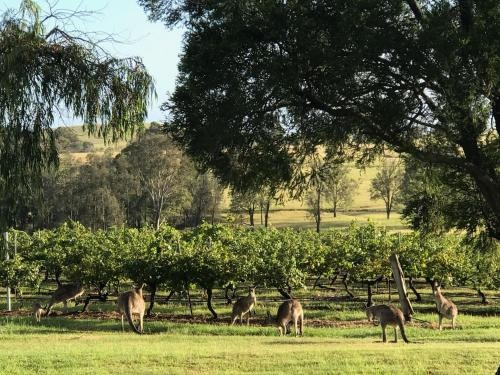 Kinloch Cottage Stunning Stay on Daisy Hill Vineyard