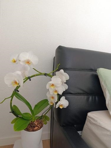 Ferienwohnung Mergel in Black Forest