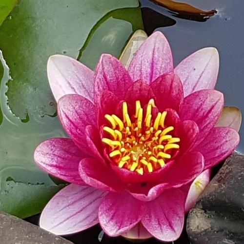 Ferienwohnung Seerose